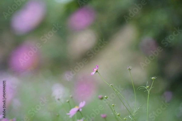 Obraz コスモス畑で咲くピンク色のコスモス(1)