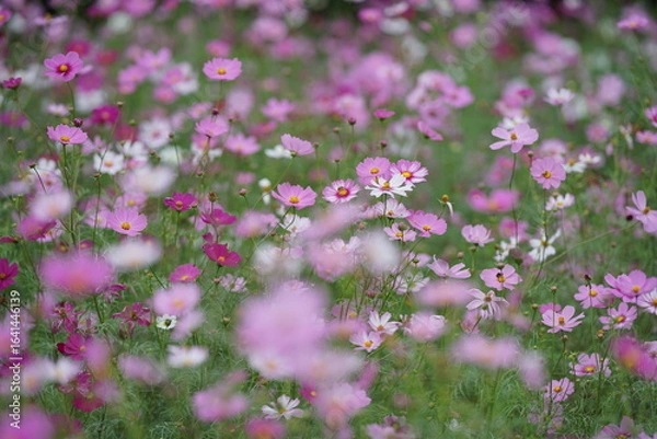 Obraz コスモス畑で咲くコスモス