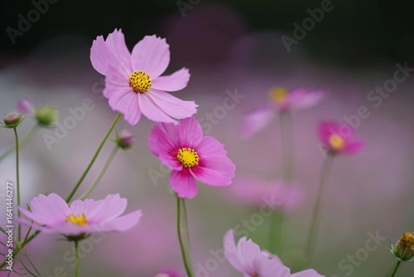 Obraz ピンク色のコスモスのアップ(3)
