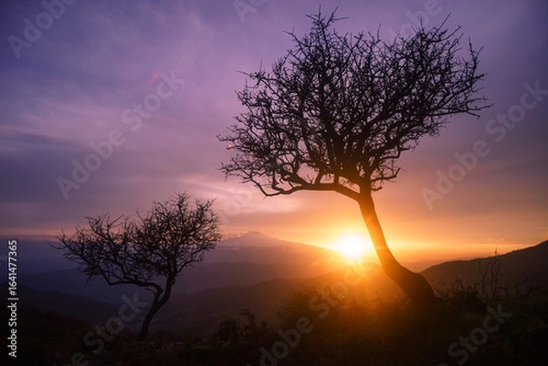 Obraz Sunset and trees