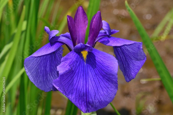 Obraz ハナショウブ、江戸系古稀の色/群生の美しい江戸系花菖蒲の名花。伝統栽培種であるため系統と名称の明記が不可欠。横須賀しょうぶ園で撮影。