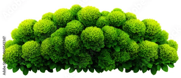 Fototapeta Lush Green Bush Element for Nature and Landscape Graphics Isolate on Transparent Background, cutout, png
