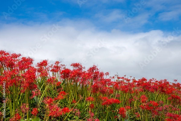 Fototapeta 彼岸花