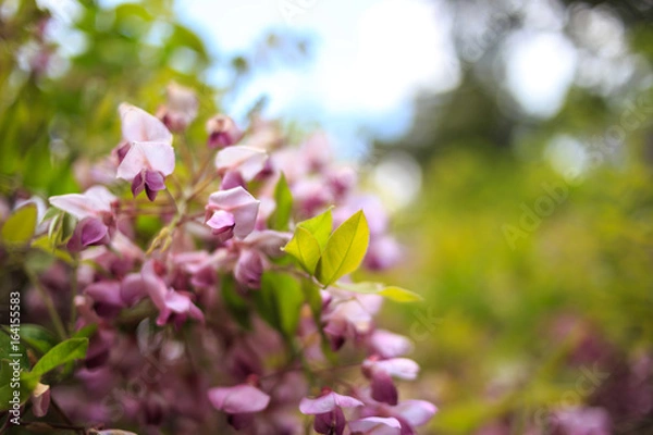 Fototapeta 藤の花