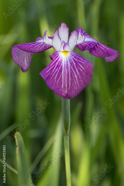 Fototapeta 花菖蒲