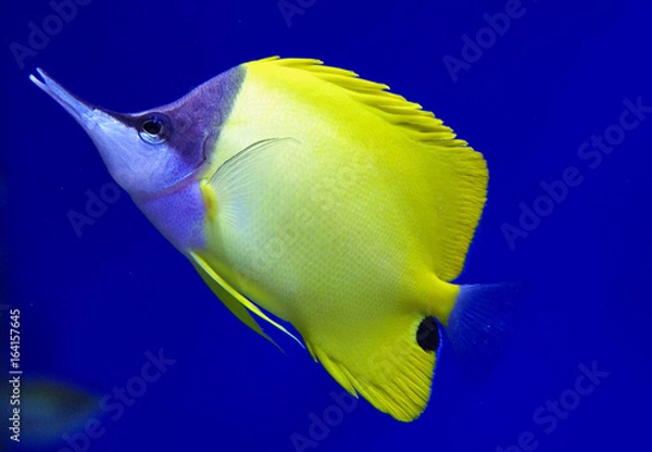 Fototapeta Forcipiger longirostris