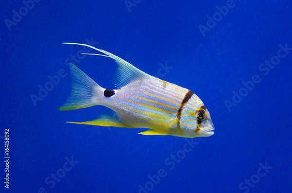 Fototapeta Symphorichthys spilurus