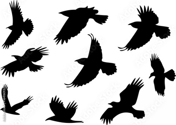 Fototapeta Flying Raven Silhouette Vecto...
