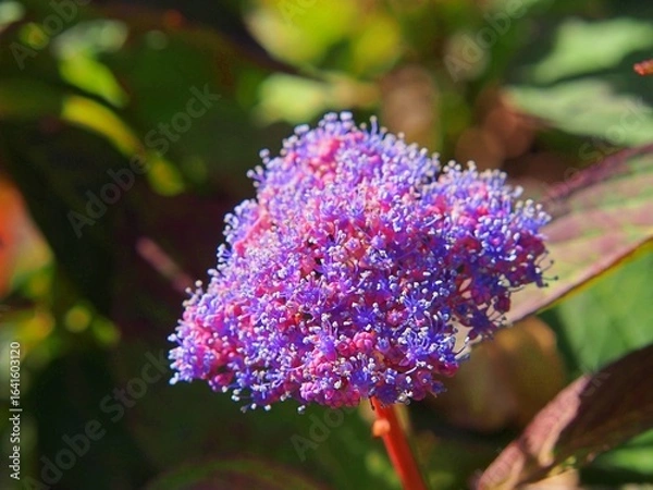Fototapeta Hydrangea macrophylla ‘Tricolor’ – variegated leaves and delicate pastel blooms, ornamental mophead hydrangea with unique foliage and summer flowers for decorative gardens