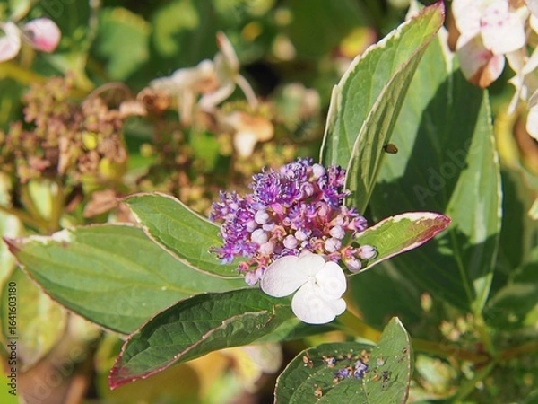 Fototapeta Hydrangea macrophylla ‘Tricolor’ – variegated leaves and delicate pastel blooms, ornamental mophead hydrangea with unique foliage and summer flowers for decorative gardens
