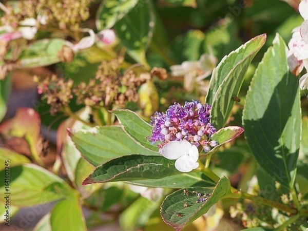 Fototapeta Hydrangea macrophylla ‘Tricolor’ – variegated leaves and delicate pastel blooms, ornamental mophead hydrangea with unique foliage and summer flowers for decorative gardens