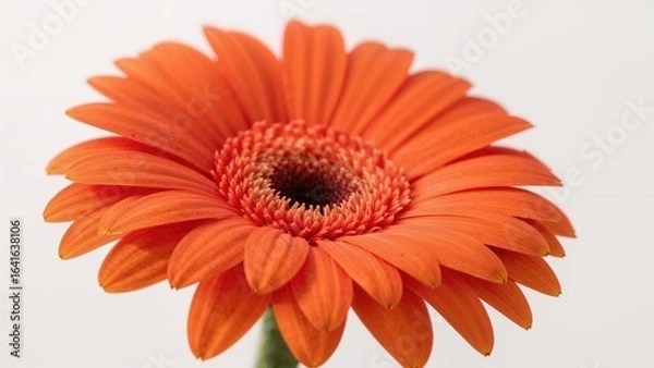 Fototapeta Detailed view of a vibrant orange Gerbera flower against a soft background