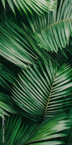 Fototapeta Lush green palm leaves overlapping in dense pattern creating natural texture