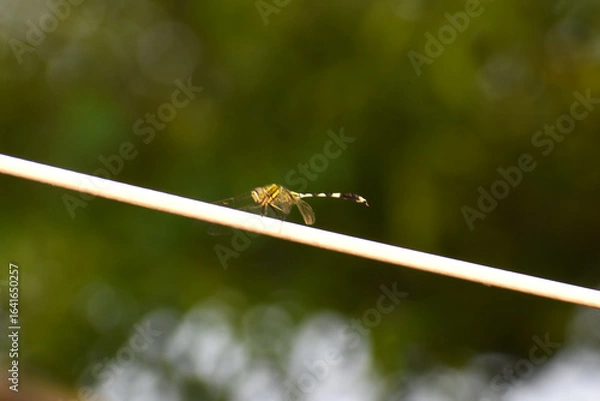Obraz dragonfly on a leaf