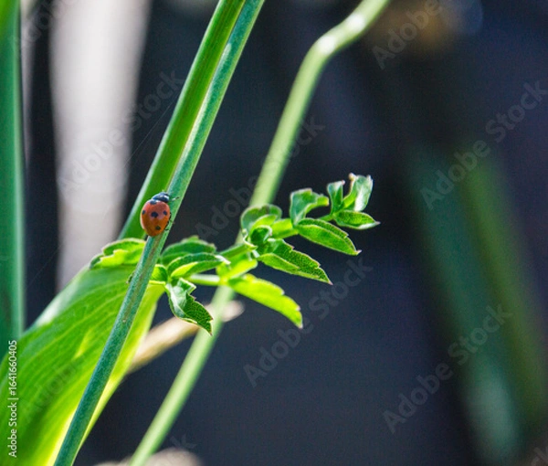 Fototapeta Coccinelle 