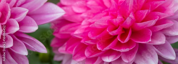 Fototapeta Macro shot of a pink dahlia.