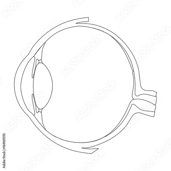 Fototapeta Human eye structure scheme medical vector illustration. Educational material