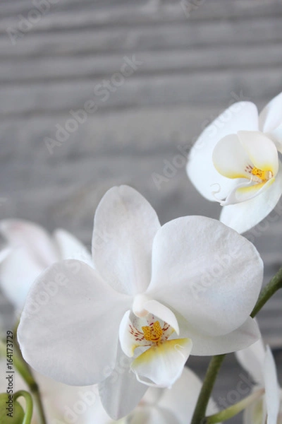 Obraz White orchid with concrete background