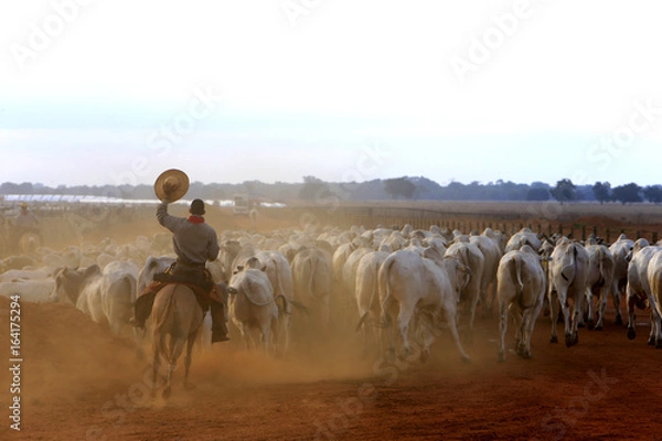 Obraz Pecuária - Confinamento