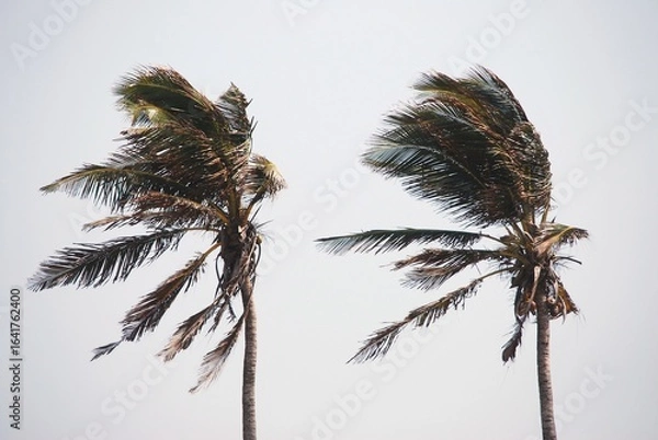 Obraz Due alte palme mosse dal vento forte contro cielo grigio.
