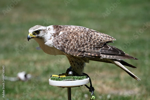Fototapeta Saker falcon