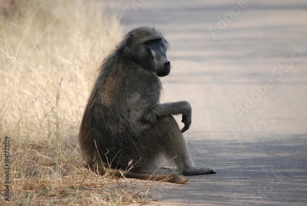 Obraz Babbuino seduto sull’asfalto guarda verso sinistra, vicino erba secca.