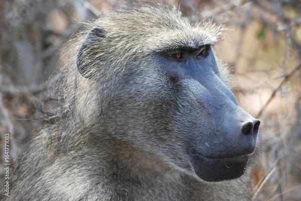 Obraz Primo piano babbuino con muso lungo e sguardo attento laterale.