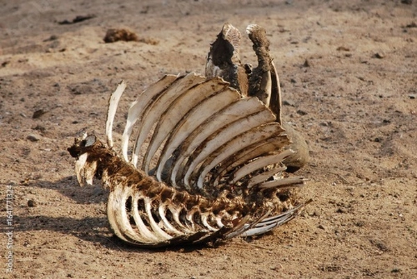 Obraz Scheletro animale con costole esposte giace su terreno sabbioso arido.