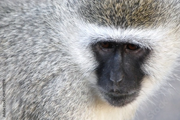 Obraz Primo piano volto scimmia vervet con pelo grigio e scuro.