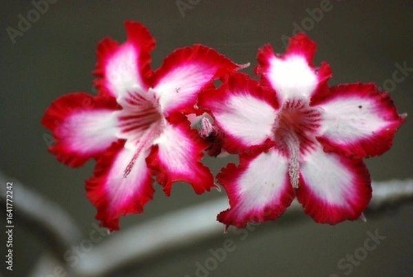 Obraz Due fiori rosa e bianchi con petali vivaci su ramo.