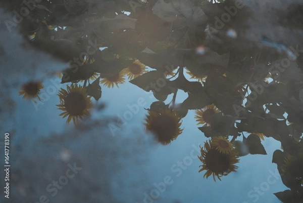 Obraz 水たまりに写る雨上がりの空とヒマワリ