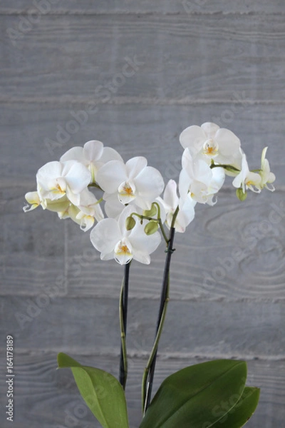 Obraz White orchid with concrete background