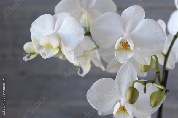 Obraz White orchid with concrete background