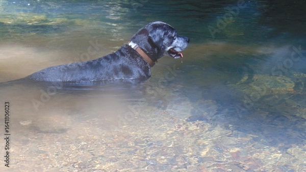 Fototapeta Un beau chien noir assis dans la rivière
