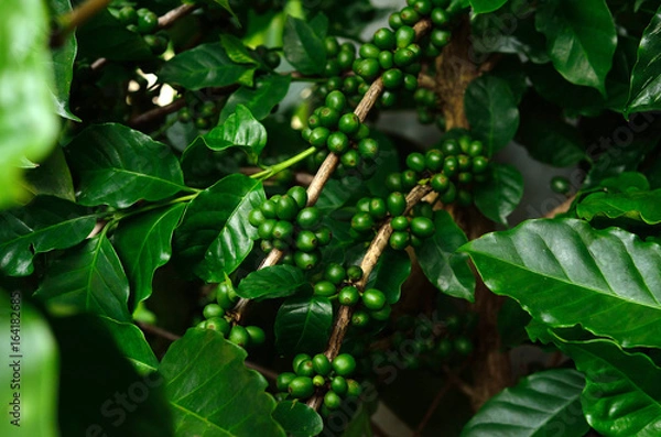 Fototapeta Green coffee beans on tree