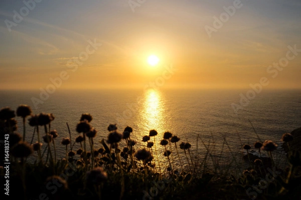 Obraz Scenics View of Wild Flowers and Ocean During Sunset