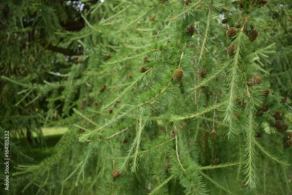 Obraz Pine tree