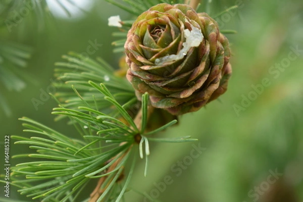 Obraz Pine cone close up