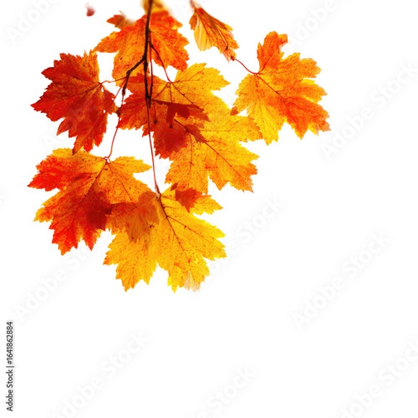 Obraz Autumn leaves on a branch against a black background.  Brightly colored leaves