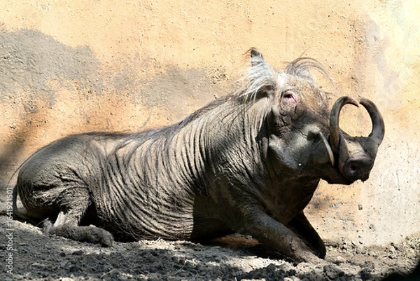 Fototapeta Desert warthog