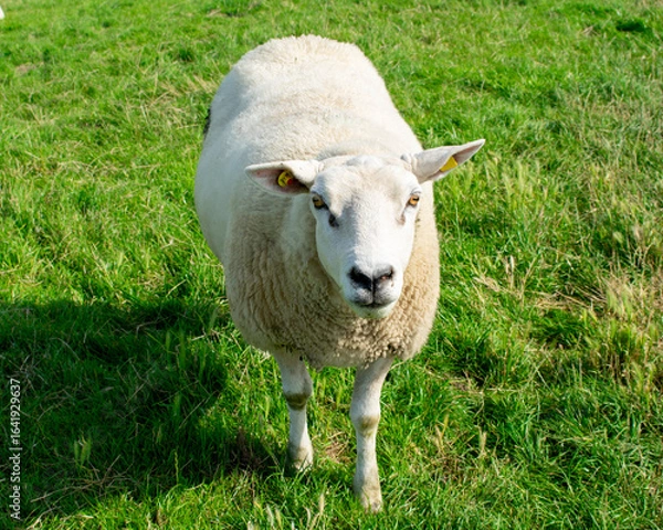 Obraz Einzelnes Schaf auf einer grünen wiese