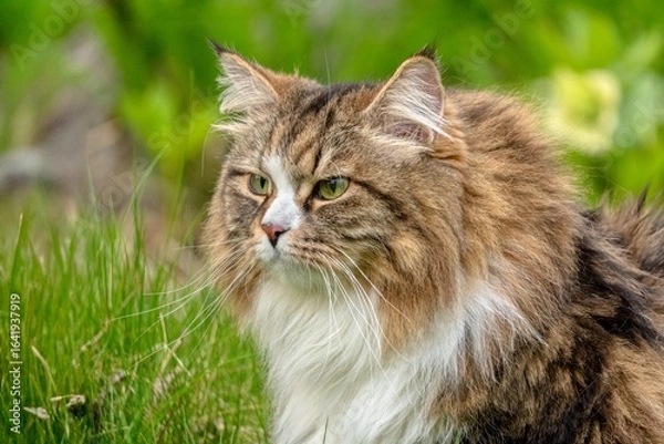 Fototapeta Alvin, the Regal Siberian Cat, Roaming Free in Nature