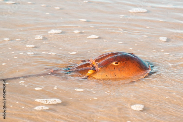 Obraz Large Atlantic Horseshoe Crab in the Ocean