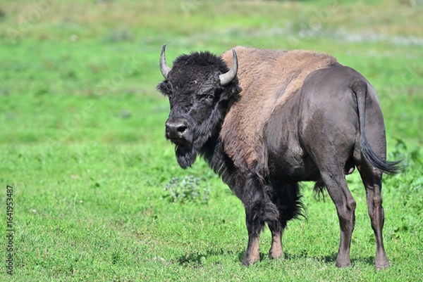 Fototapeta Plains bison