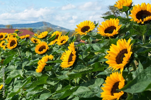 Obraz The field with yellow sunflowers in Switzerland. Sunny autumn day in Europe with sunflowers and mountains in the horizon.