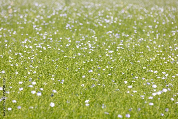 Fototapeta Flax plant blooming in the field.