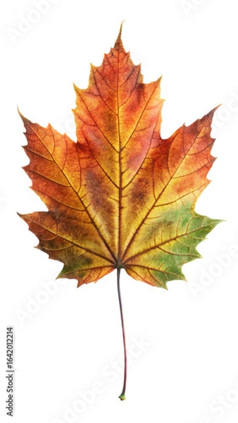 Obraz Single Autumn Maple Leaf: Vibrant Orange, Red, and Green Hues, Isolated on White Background