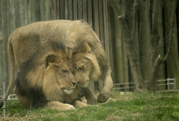 Obraz A Purrfect Day