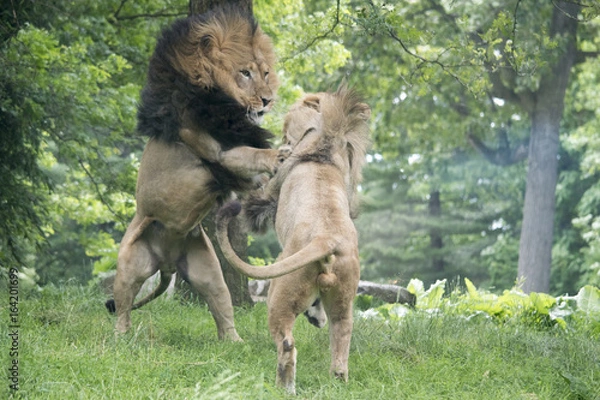 Fototapeta Roughhouseing