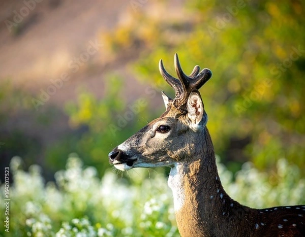 Obraz Deer profile in natural setting
